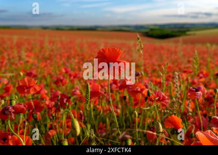 Field of Mohn, Yarnbury Camp / Yarnbury Castle, Wiltshire, Großbritannien, 19.06.2024, Credit:Michael Palmer/Alamy Live News Stockfoto