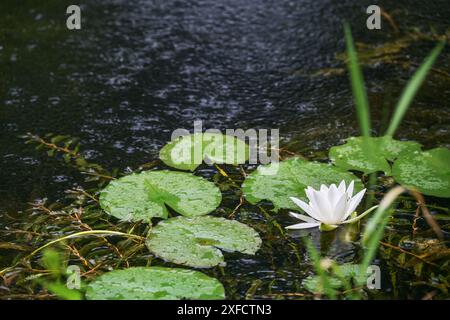 Dunkler Teich mit einer weiß blühenden Seerose im Regen, Konzept für Klimawandel und Umwelt, Kopierraum, ausgewählter Fokus Stockfoto