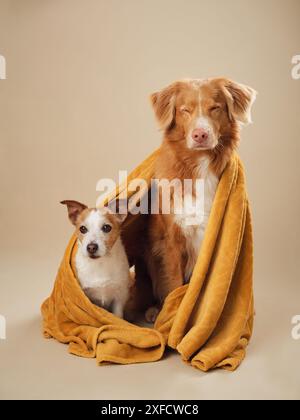 Ein Hundeduo unter einem Senfhandtuch, Ein charmanter Jack Russell und eine ruhige Nova Scotia Duck Tolling Retriever Dogs teilen einen gemütlichen Moment Stockfoto