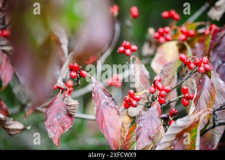 Herbstlaub und rote Beeren des einheimischen amerikanischen Hartholzbaums Cornus florida im südlichen Zentral-Kentucky. Geringe Schärfentiefe. Selektiver Fokus Stockfoto