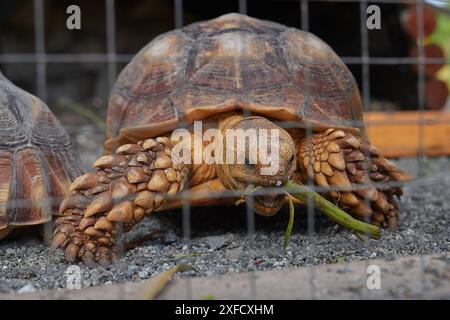 Afrikanische Schildkröte, Nahaufnahme, hinter Gittern Stockfoto