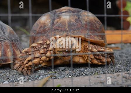 Afrikanische Schildkröte, Nahaufnahme, hinter Gittern Stockfoto
