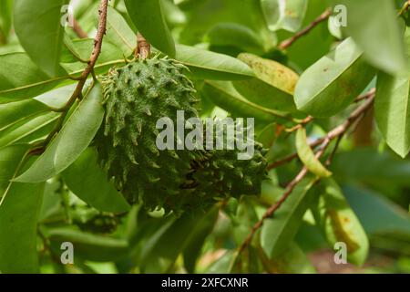 Pflanzen Annona muricata, Früchte, Nahaufnahme Stockfoto