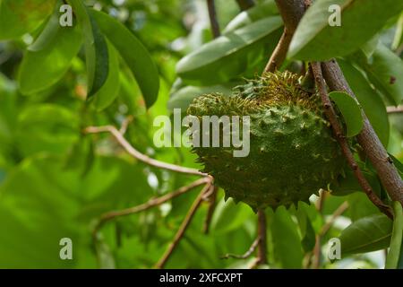 Pflanzen Annona muricata, Früchte, Nahaufnahme Stockfoto