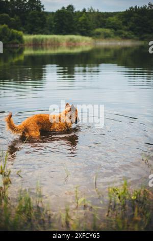 Westerwälder Kuhhhund im See Stockfoto