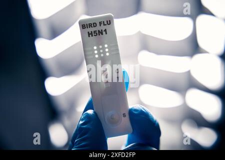 Deutschland - 02 Juli 2024: VOGELGRIPPE HN51 Test, oder Testkassette in einem Labor. Test für Vogelgrippevirus - Influenza A Virus. FOTOMONTAGE *** VOGELGRIPPE HN51 Test, bzw. Testkassette in einer Geburt. Test auf Vogelgrippe-Virus - Influenza-A-Virus. FOTOMONTAGE Stockfoto