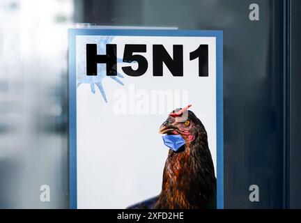 Deutschland - 02. Juli 2024: Mit H5N1 an einem Schaufenster unterschreiben. Vogel mit Maske symbolisiert das Risiko einer Infektion oder Infektion durch das Virus VOGELGRIPPE. FOTOMONTAGE *** Schild an einem Schaufenster mit Hinweis H5N1. Vogel mit Maske symbolisiert Ansteckungsgefahr bzw. Ansteckung durch das Virus VOGELGRIPPE. FOTOMONTAGE Stockfoto