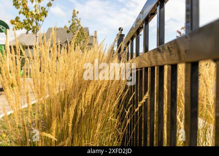 Goldene weizenartige Gräser, die vor einem schwarzen Metallzaun schweben - klarer blauer Himmel und verschwommene Gebäude im Hintergrund. Aufgenommen in Toronto, Kanada. Stockfoto