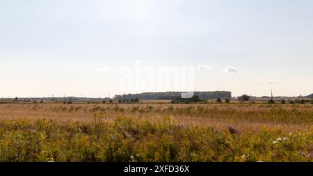 Sonnige ländliche Landschaft - goldenes Feld im Vordergrund - verstreute Wildblumen - entfernte Bäume und Bauernhäuser unter teilweise bewölktem Himmel. Aufgenommen in Toro Stockfoto