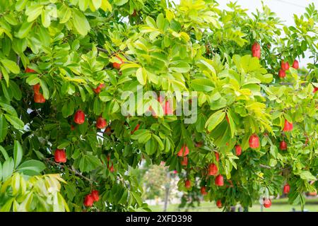 Read Ackee Fruit ist Teil des Jamaika Nationalgerichts. Stockfoto