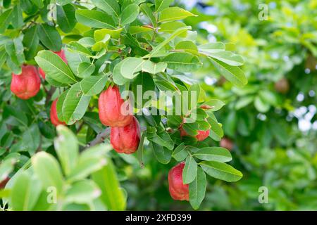 Read Ackee Fruit ist Teil des Jamaika Nationalgerichts. Stockfoto