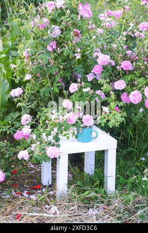 Kräutertee auf einem weißen Tisch und rosa Rosen in Blüte in einem Sommergarten. Stockfoto