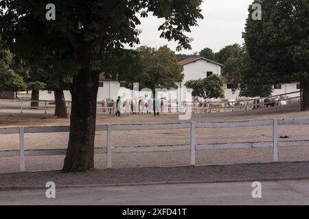 Lipica, Slowenien - 25. Mai 2024: Weiße Lipizzanpferde vor dem Stall, weiden auf der Weide Stockfoto