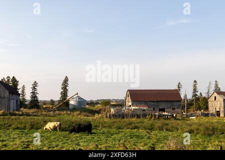 Sonnige ländliche Landschaft - weidende Kühe - grüne Weide - Bauernhäuser - klarer blauer Himmel. Aufgenommen in Toronto, Kanada. Stockfoto