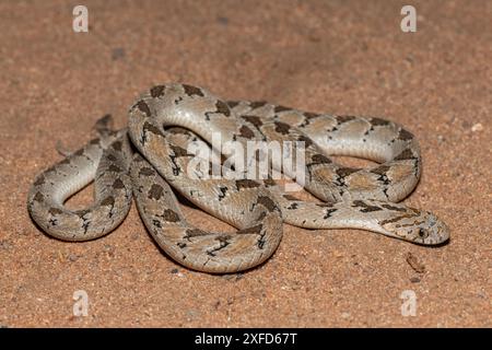 Rhombischer Eierfresser (Dasypeltis scabra), auch bekannt als gewöhnlicher Eierfresser oder Eierfresser, in freier Wildbahn an einem warmen Sommerabend Stockfoto