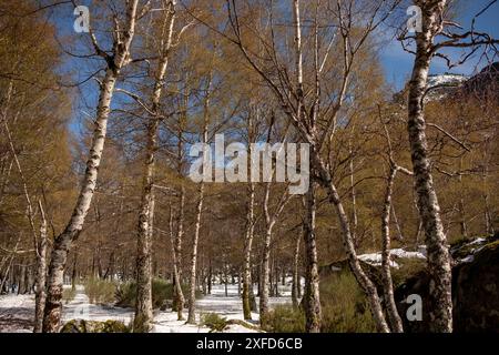 Birkenwald im Schnee in den Bergen. Frühlingslandschaft. Covao d'ametade. Serra da Estrela, Portugal Stockfoto