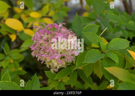 Leuchtende Hortensie blühen - inmitten üppig grüner Laub - saisonale Farbe. Aufgenommen in Toronto, Kanada. Stockfoto