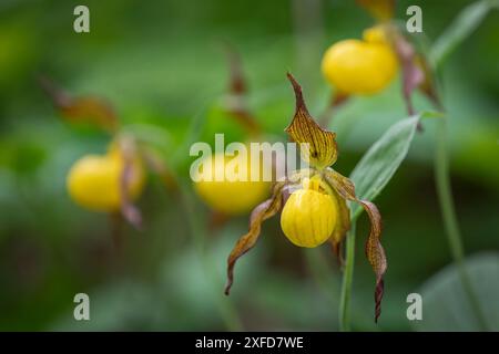 Cypripedium parviflorum Salisb. VAR. Pubescens Stockfoto