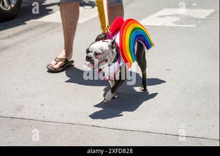 Foto eines kleinen Mops mit einer Regenbogenjacke und Mardi Gras Perlen, die mit seinem Besitzer bei der Sacramento Pride Parade 2024 spazieren gehen. Stockfoto