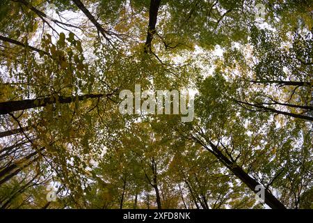 Leuchtende Herbstbaumspitzen von unten betrachtet - verschiedene Baumarten mit Ästen und Blättern in verschiedenen Grün- und Gelbtönen - bedeckter Himmel Peekin Stockfoto