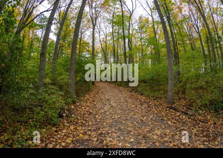 Ruhiger herbstlicher Waldweg - bedeckt mit gefallenen Blättern - Weitwinkelblick - natürliche Landschaft. Aufgenommen in Toronto, Kanada. Stockfoto