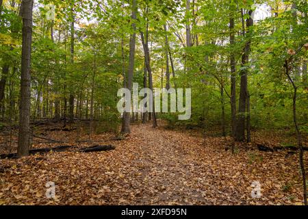 Ruhiger herbstlicher Waldweg - bedeckt mit gefallenen Blättern - Weitwinkelblick - natürliche Landschaft. Aufgenommen in Toronto, Kanada. Stockfoto