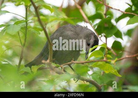 Ein grauer Katzenvogel auf einem Ast in den Sommerbüschen Floridas. Stockfoto