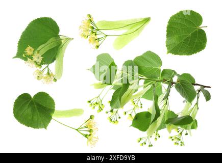 Linden blüht und Blätter isoliert auf weiß, Set Stockfoto