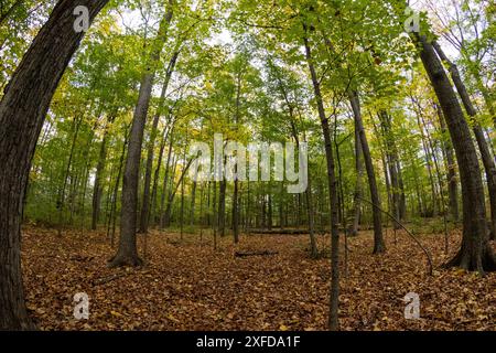 Lebhafter Herbstwald - Teppich aus gefallenen Blättern - Übergang von grünem zu gelbem Laub. Aufgenommen in Toronto, Kanada. Stockfoto
