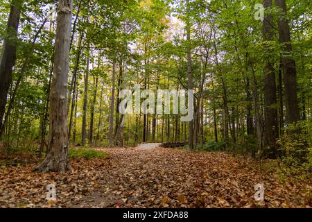 Herbstlicher Waldweg mit gefallenen Blättern - aufragende Laubbäume an der Seite - ruhige Waldszene. Aufgenommen in Toronto, Kanada. Stockfoto