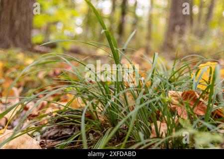 Grünes Gras mit leuchtenden Herbstblättern, die verstreut sind – Nahaufnahme eines Waldbodens in der Herbstsaison – weicher Fokus auf weit entfernte Bäume. Aufgenommen in Toro Stockfoto