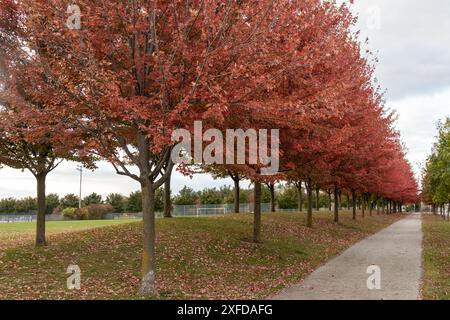 Eine Reihe von rotblättrigen Bäumen säumte im Herbst einen gepflasterten Gang - bewölkter Himmel darüber - gefallene Blätter auf dem Gras verstreut. Aufgenommen in Toronto, Kanada. Stockfoto