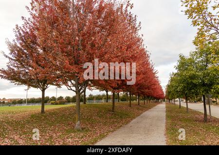 Eine Reihe von rotblättrigen Bäumen säumte im Herbst einen gepflasterten Gang - bewölkter Himmel darüber - gefallene Blätter auf dem Gras verstreut. Aufgenommen in Toronto, Kanada. Stockfoto