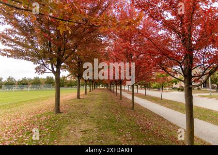 Lebhaftes Herbstlaub auf Ahornbäumen - klarer Himmel - Tageseinstellung - üppiges Gras auf beiden Seiten. Aufgenommen in Toronto, Kanada. Stockfoto