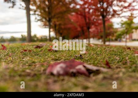 Blick auf den Boden - lebhafte Herbstblätter auf Gras verstreut - einzelnes rotes Ahornblatt im Vordergrund - verschwommene Bäume und Himmel im Hintergrund. Aufgenommen in Tor Stockfoto