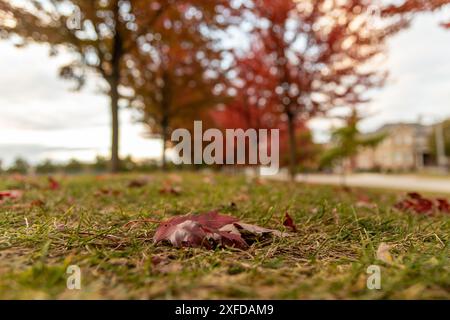 Blick auf den Boden - lebhafte Herbstblätter auf Gras verstreut - einzelnes rotes Ahornblatt im Vordergrund - verschwommene Bäume und Himmel im Hintergrund. Aufgenommen in Tor Stockfoto