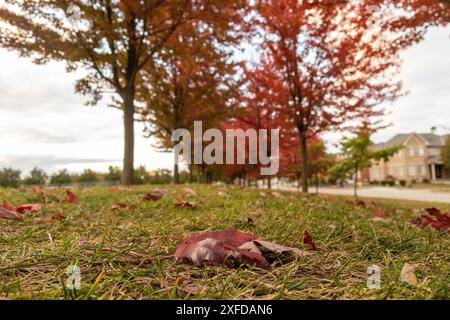 Blick auf den Boden - lebhafte Herbstblätter auf Gras verstreut - einzelnes rotes Ahornblatt im Vordergrund - verschwommene Bäume und Himmel im Hintergrund. Aufgenommen in Tor Stockfoto