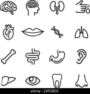 Satz von medizinischen Web-Symbolen für menschliche Anatomie. Sammlung von Symbolen für die menschliche Anatomie Stock Vektor