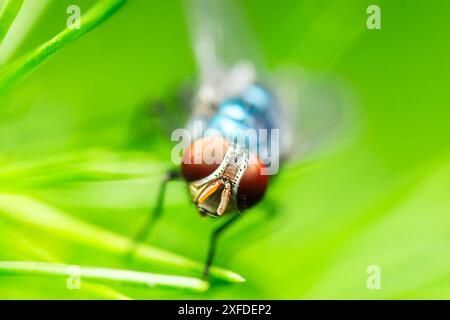 Calliphora vomitoria, auch bekannt als Blaue Flaschenfliege, orangenbärtige Blauflasche oder Bottlebee, ist eine Art der Blasfliege, eine Art der Familie Callip Stockfoto