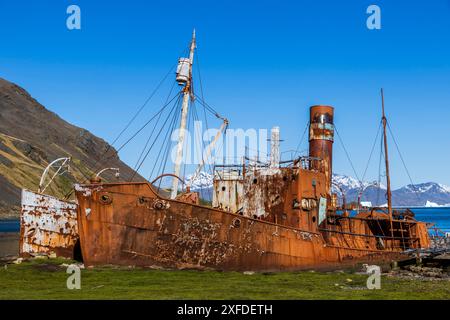 Altes Walschiff, Albatros & Dias, Grytviken, King Edward Cove, Südgeorgien, Dienstag, 28. November 2023. Foto: David Rowland / One-Image.com Stockfoto