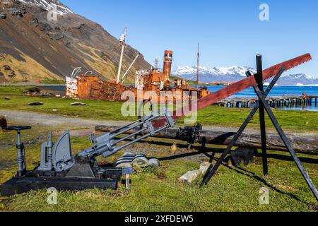 Alte Walschiffe, Albatros und Dias, Grytviken, King Edward Cove, Südgeorgien, Dienstag, 28. November 2023. Foto: David Rowland / One-Image.com Stockfoto