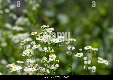 Fleabane Daisy Stockfoto