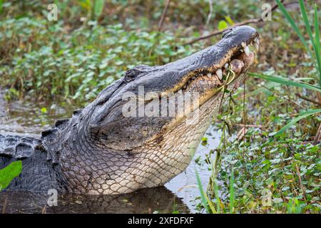 Ein männlicher amerikanischer Alligator hebt seinen Kopf aus dem Wasser, während er auf dem Lake Apopka Wildlife Drive in Florida gesungen hat. Stockfoto