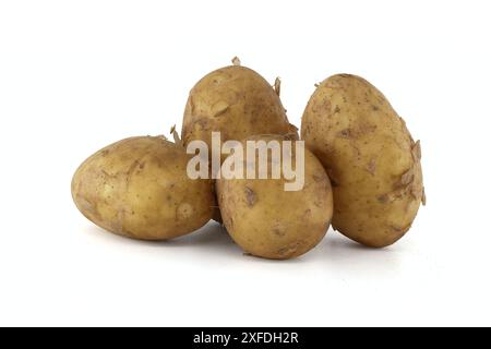 Gruppe frischer Frühkartoffeln mit hellbrauner Haut und dunkelbraunen Flecken auf weißem Hintergrund Stockfoto