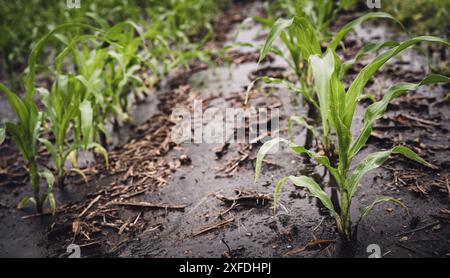 Nasse und schlammige Reihen auf einem Maisfeld nach einem Regenregen. Stockfoto