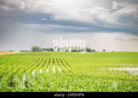 Entfernte, feuchte und schlammige Reihen in einem Maisfeld nach einem Regenregen. Stockfoto