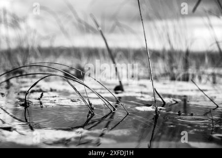 Blick auf die Wasseroberfläche des Feuchtgebiets im Everglades National Park Stockfoto