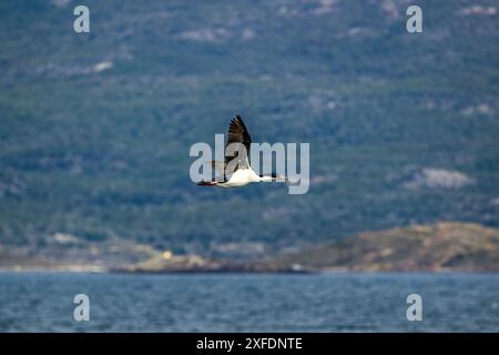 Blauäugiger Kormoran, Faro Les Eclaireurs, Beagle Channel, Argentinien am Donnerstag, 16. November, 2023. Foto: David Rowland / One-Image.com Stockfoto