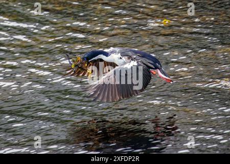 Blauäugiger Hai, Faro Les Eclaireurs, Beagle Channel, Argentinien am Donnerstag, 16. November, 2023. Foto: David Rowland / One-Image.com Stockfoto