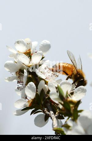 Honigbienen sammeln Nektar von einer Manuka-Baumblüte in Neuseeland. Stockfoto